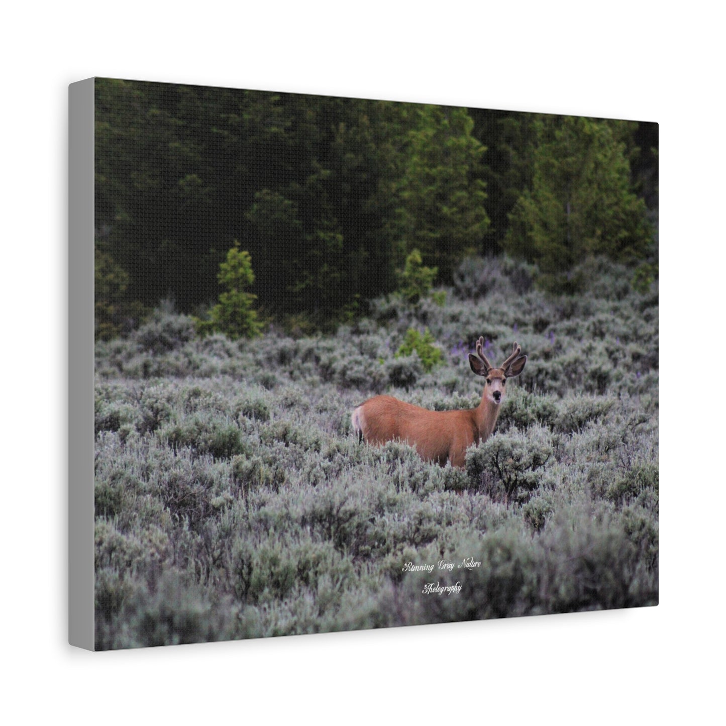 Wyoming Deer Matte Canvas, Stretched, 1.25"