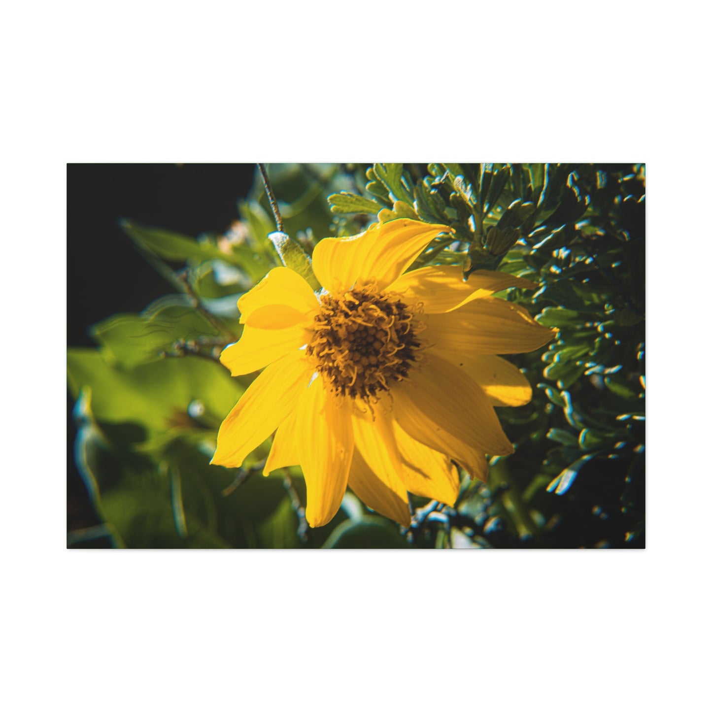 Arrowleaf Balsamroot Canvas