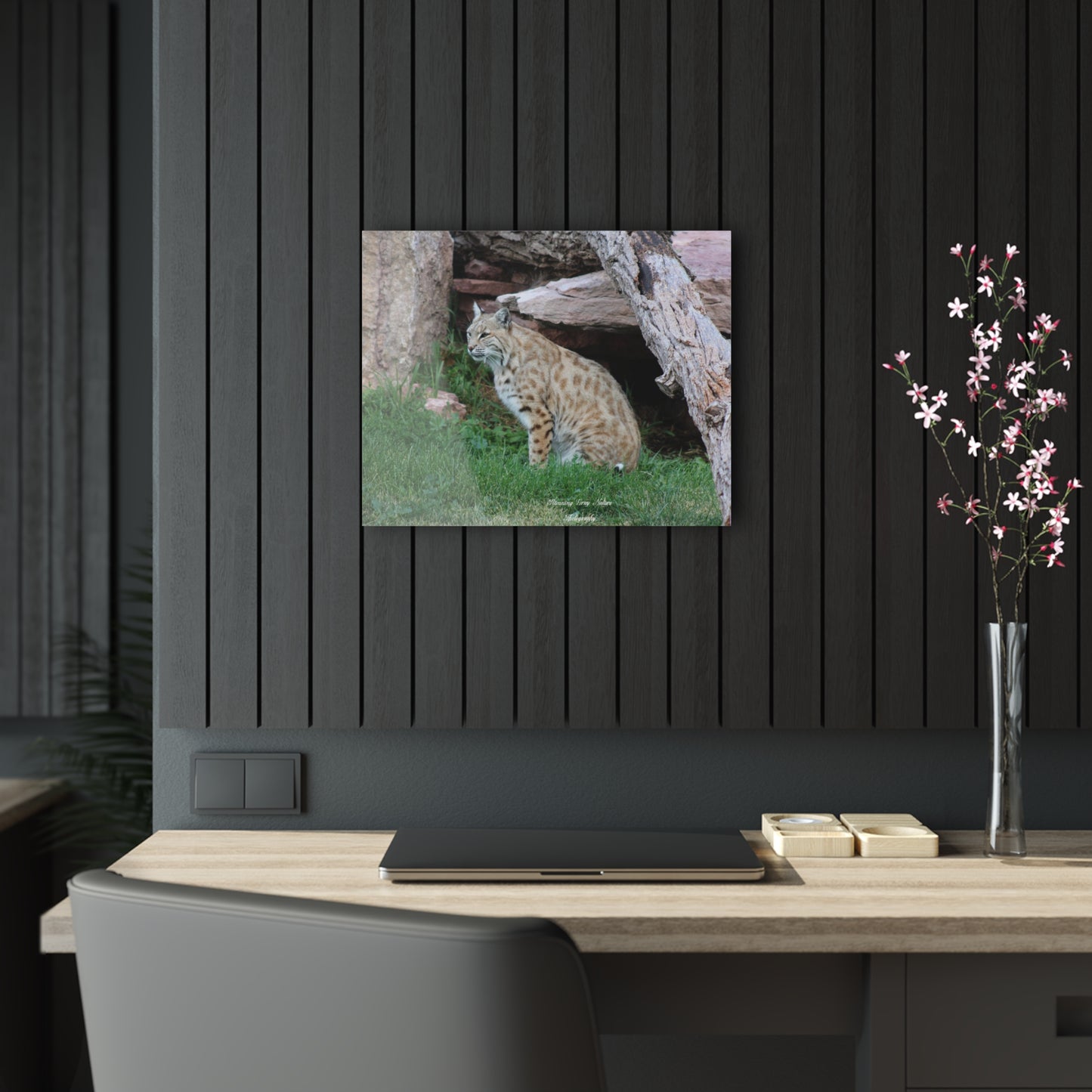 Sitting Bobcat Acrylic Prints