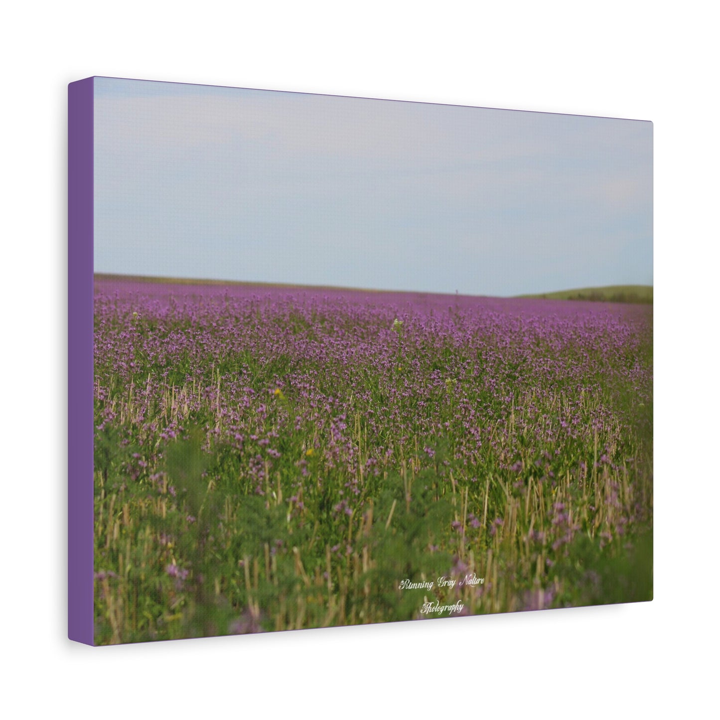 Purple Dead Nettle Field Matte Canvas, Stretched, 1.25"