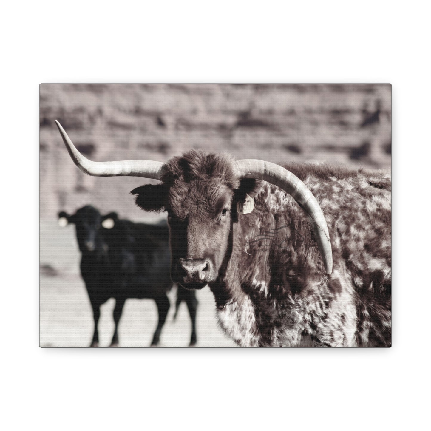 Rustic Longhorn Canvas
