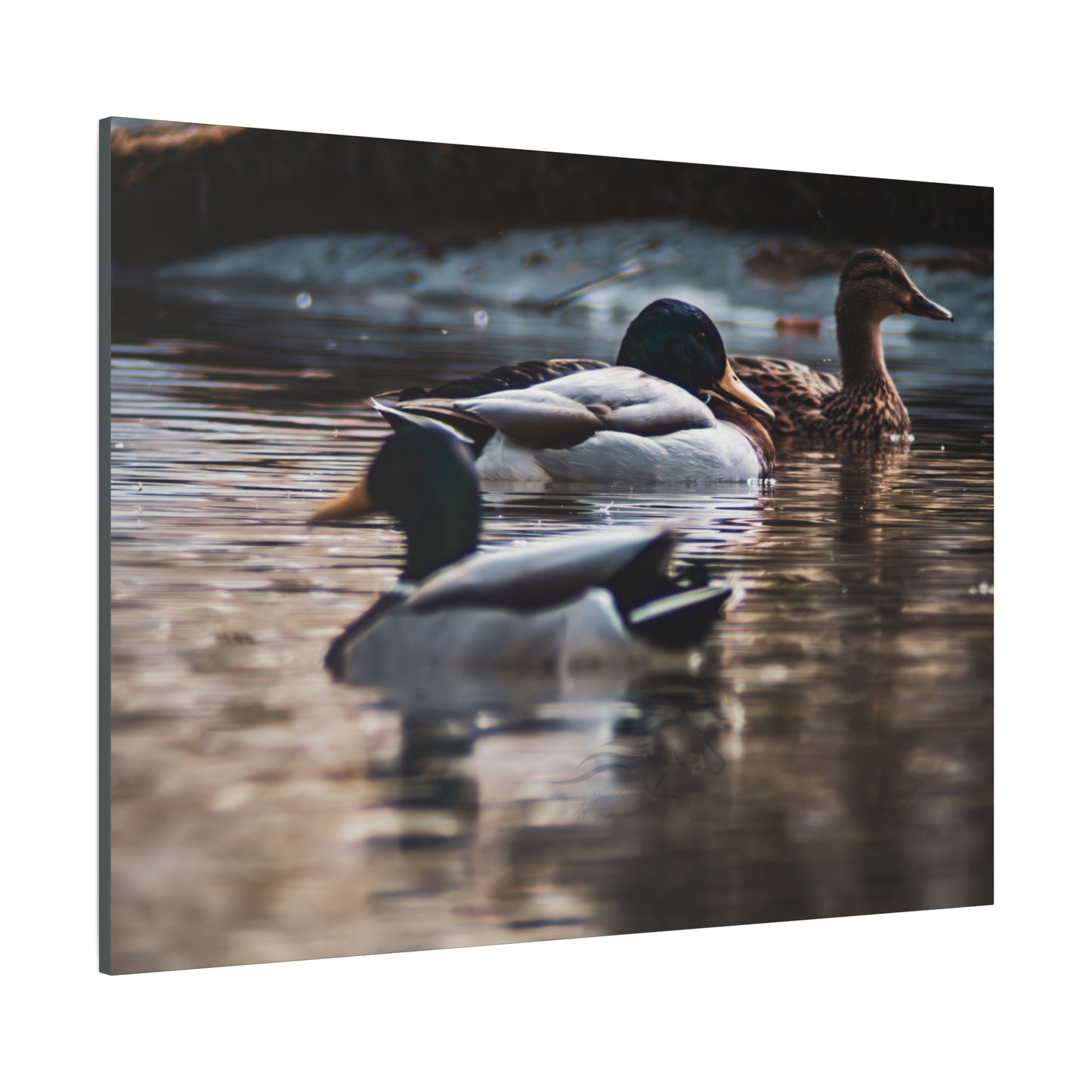 Mallard Ducks Canvas
