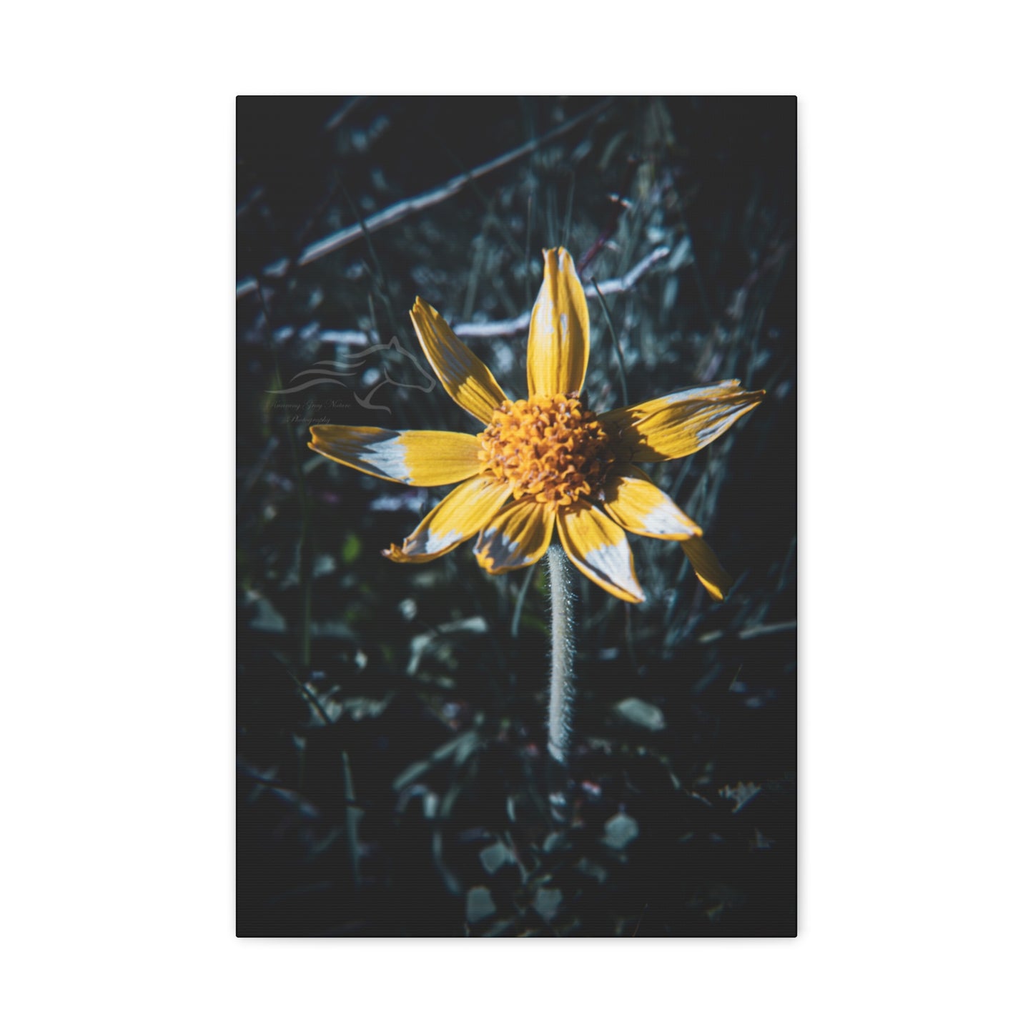 Parish's Goldeneye Canvas