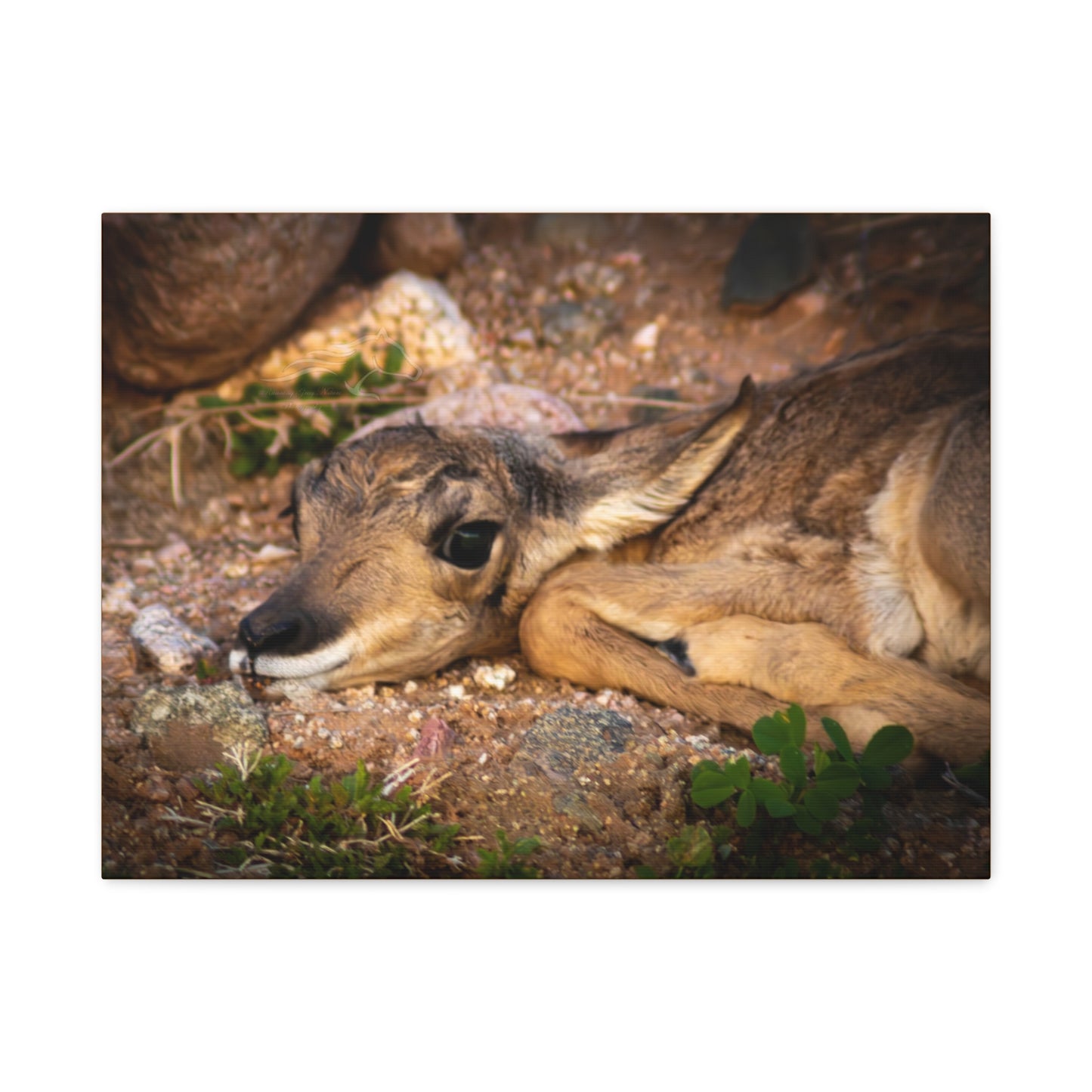 Baby Antelope Canvas