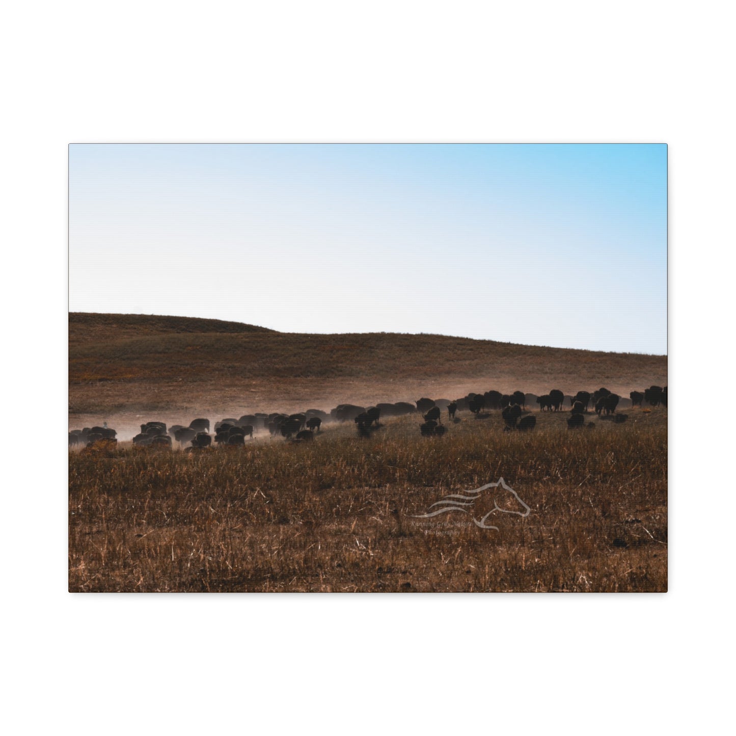 Buffalo Herd Canvas