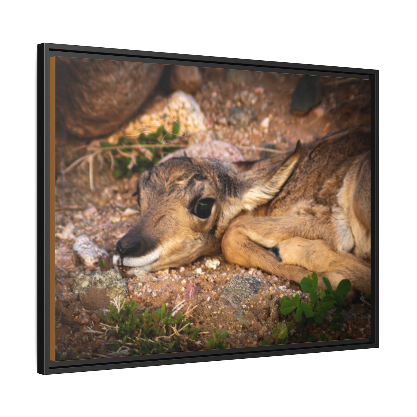 Baby Antelope Framed Canvas