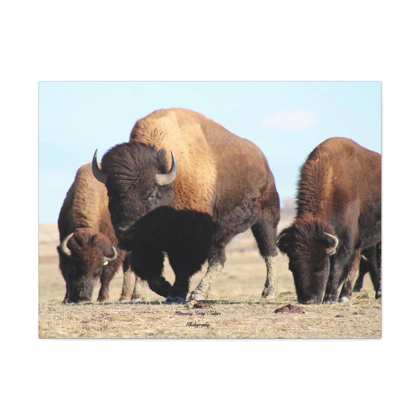 Buffalo Herd Matte Canvas, Stretched, 1.25"