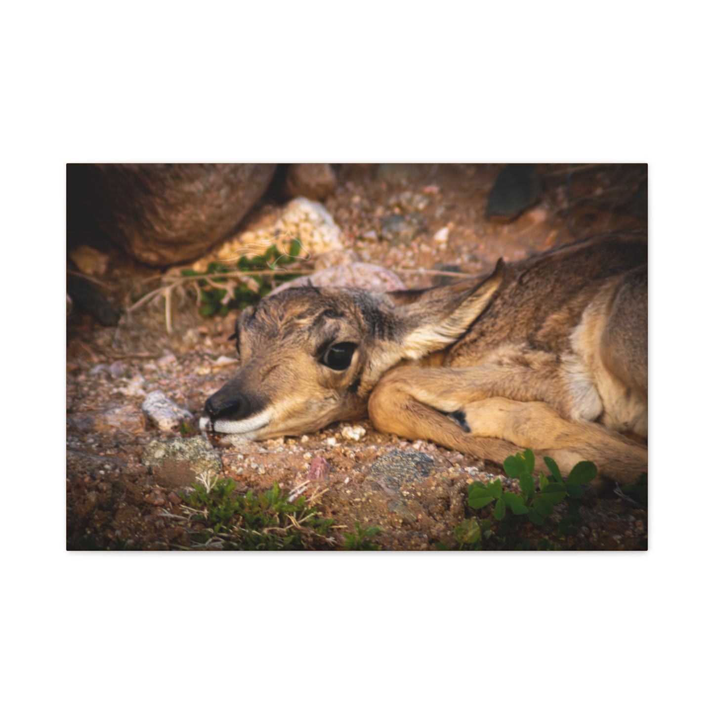 Baby Antelope Canvas