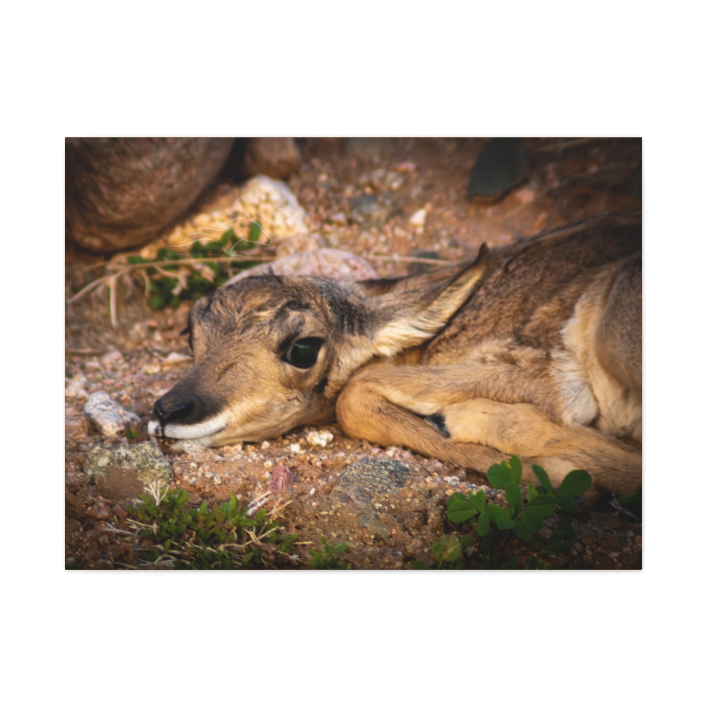 Baby Antelope Canvas