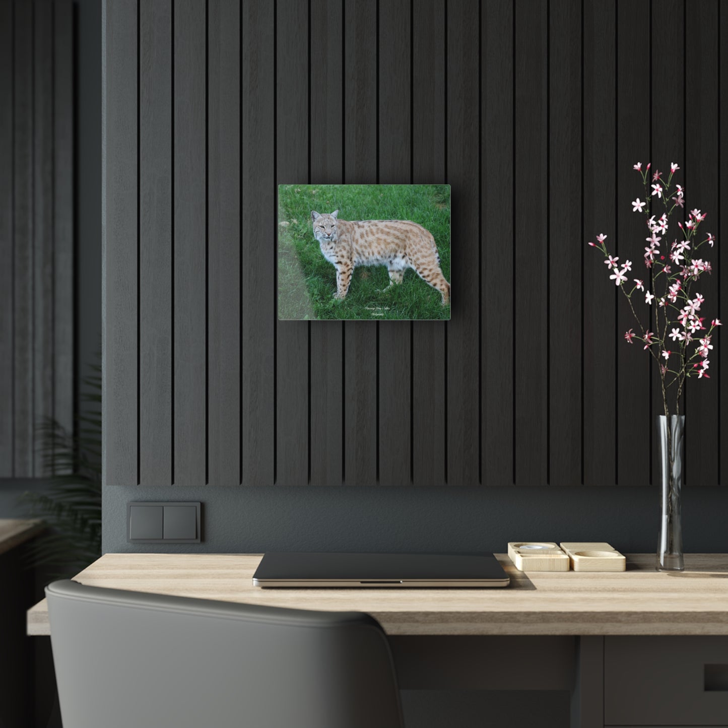 Bobcat Acrylic Prints