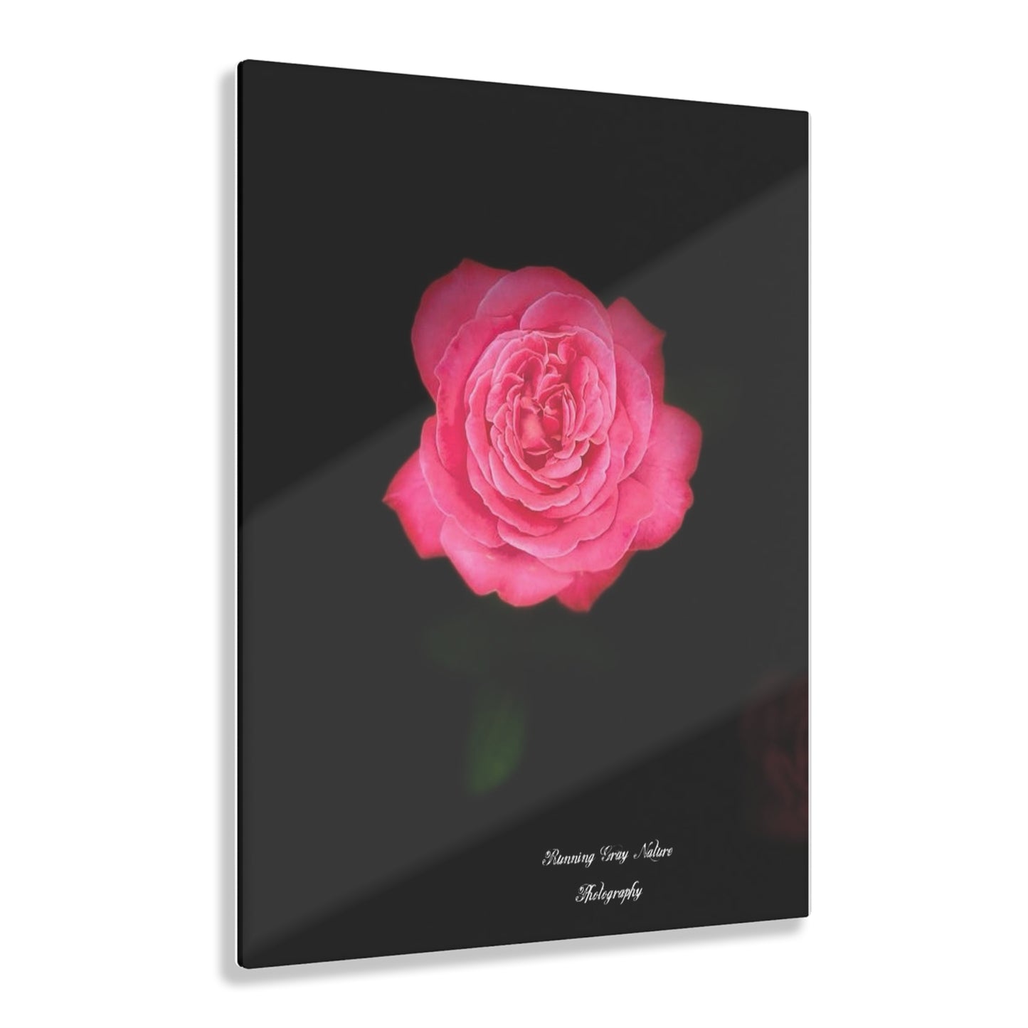 Pink Peace Rose Acrylic Prints