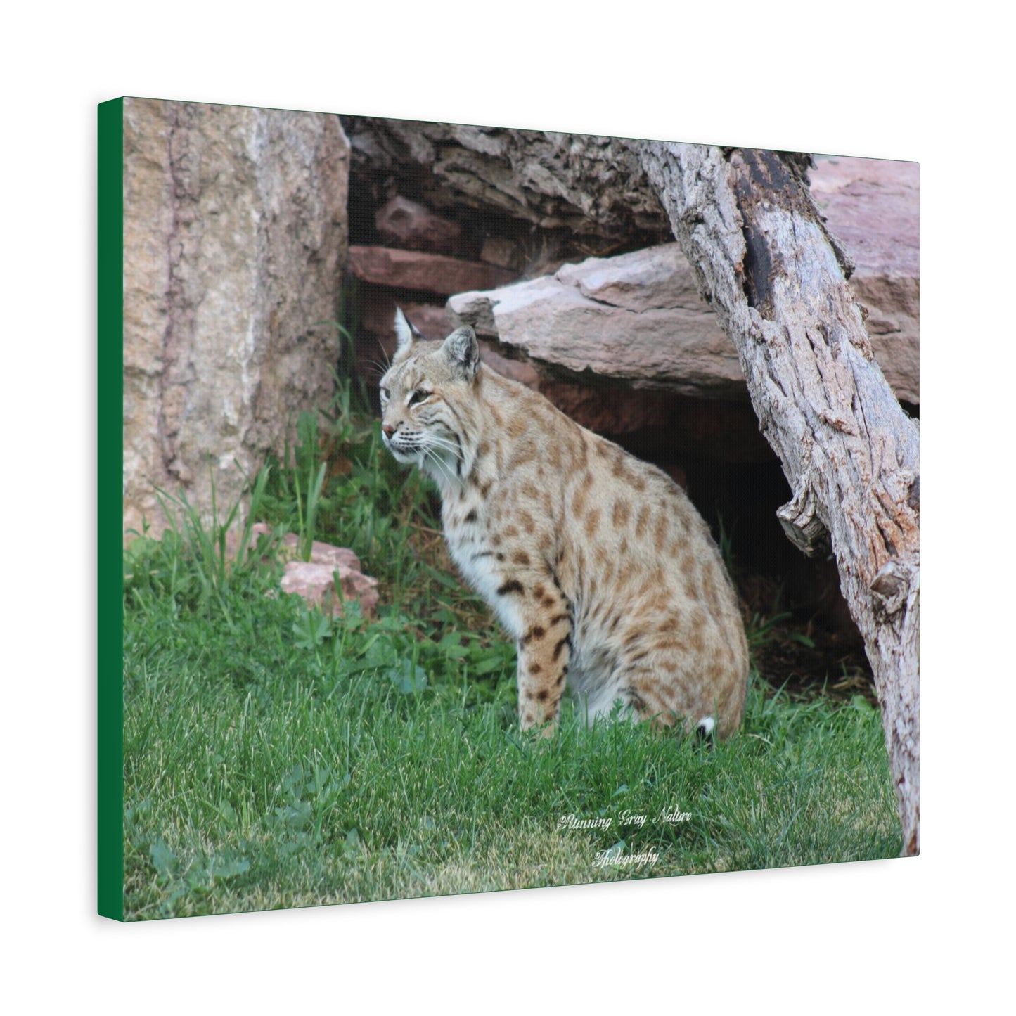 Sitting Bobcat Matte Canvas, Stretched, 1.25"