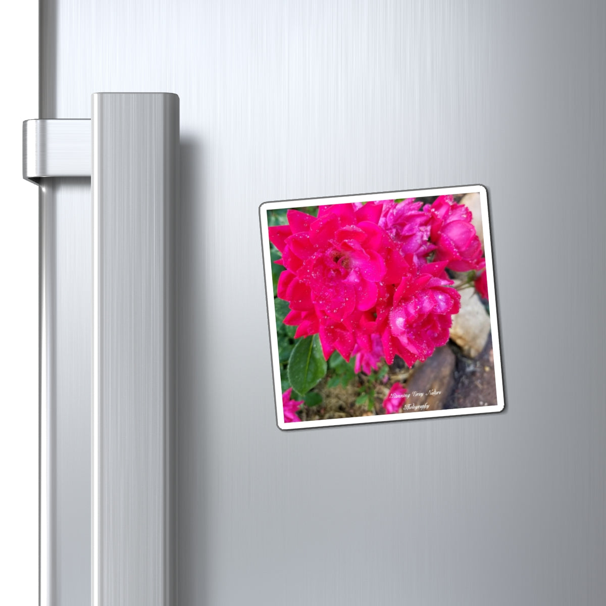 Red Roses Magnets