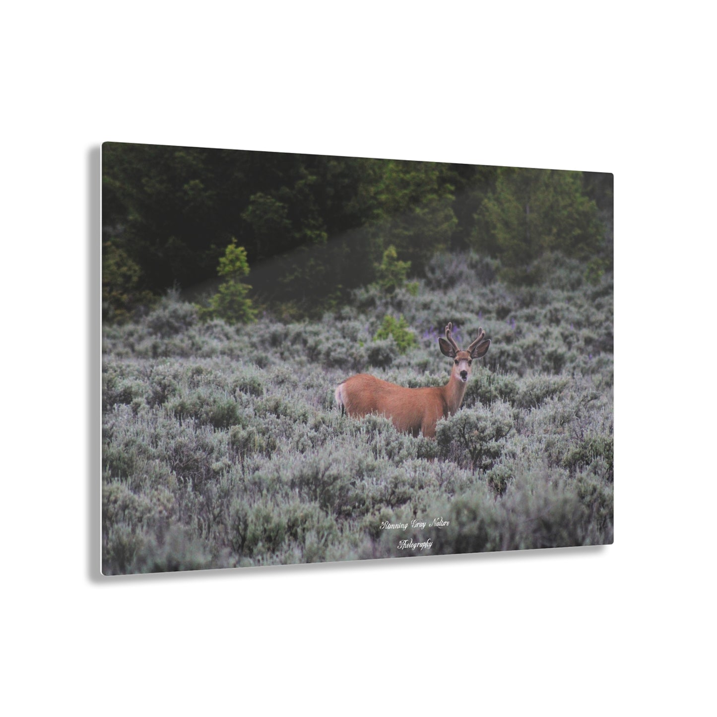 Wyoming Deer Acrylic Prints