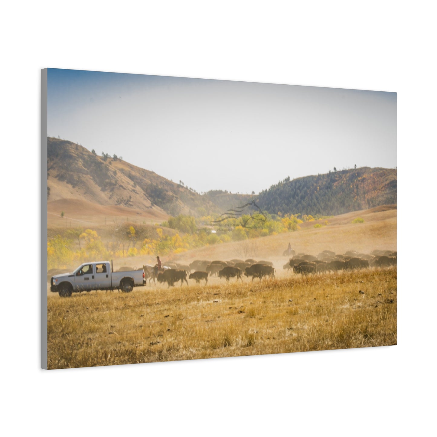 Trucks in the Buffalo Round Up