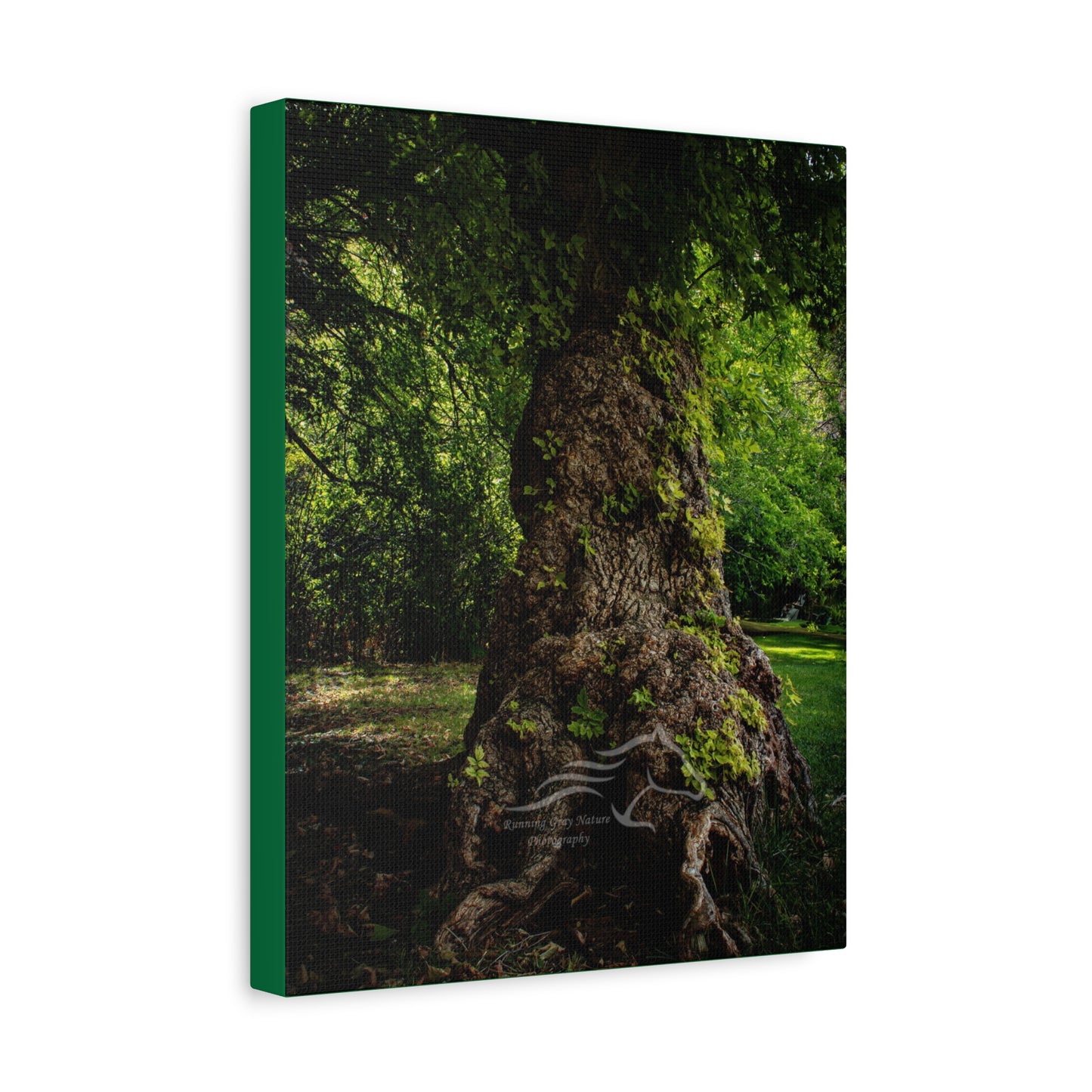 Natural Green Tree Canvas