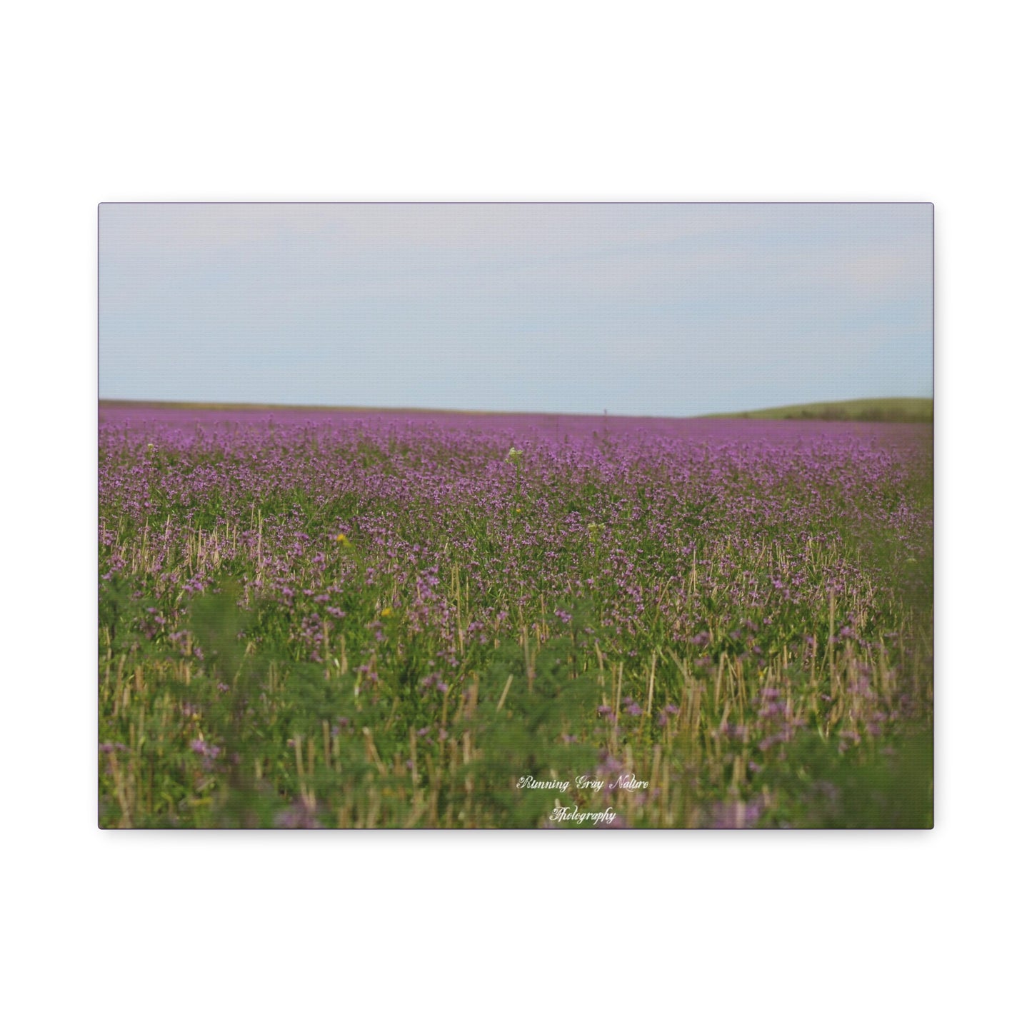 Purple Dead Nettle Field Matte Canvas, Stretched, 1.25"