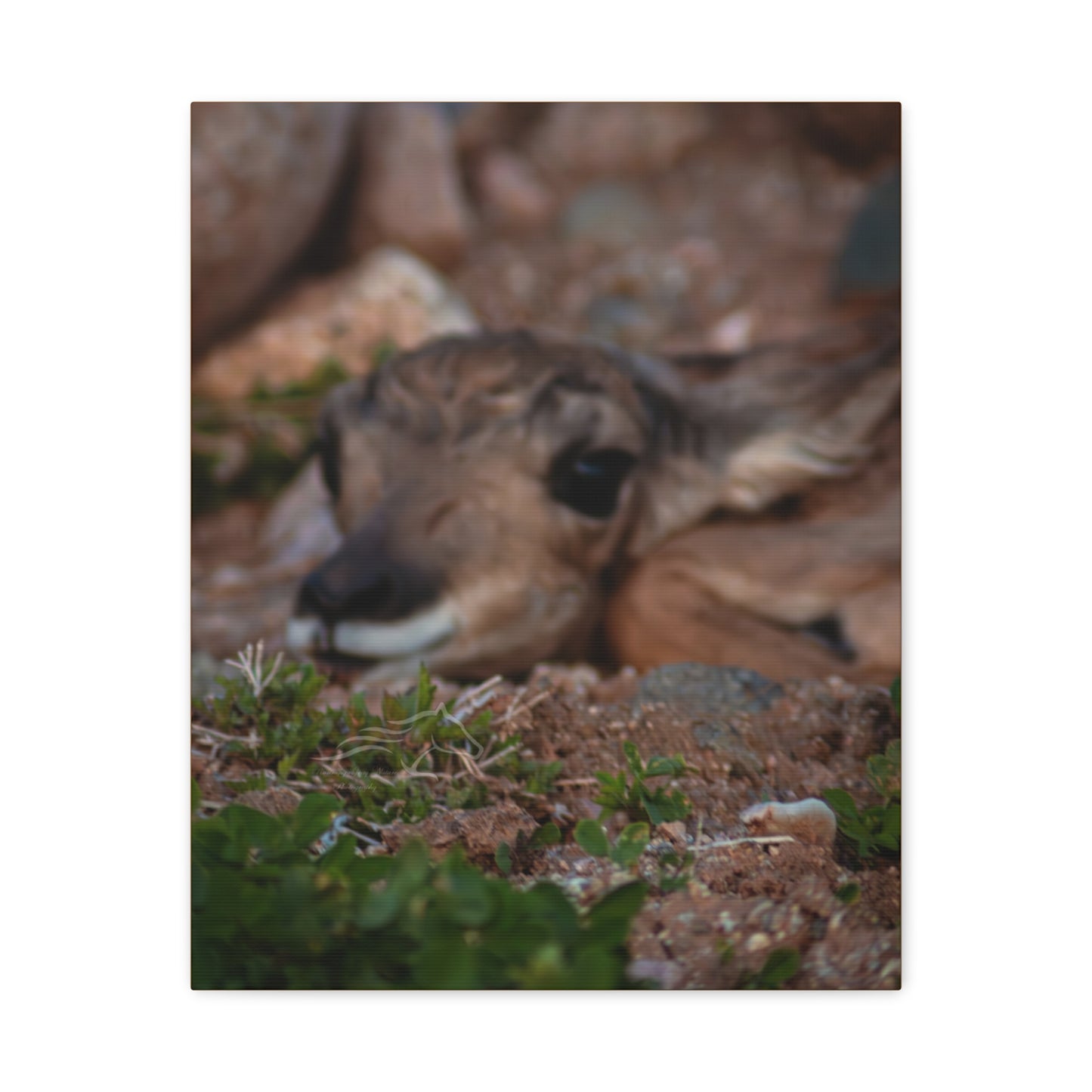 Gentle Antelope Fawn Canvas