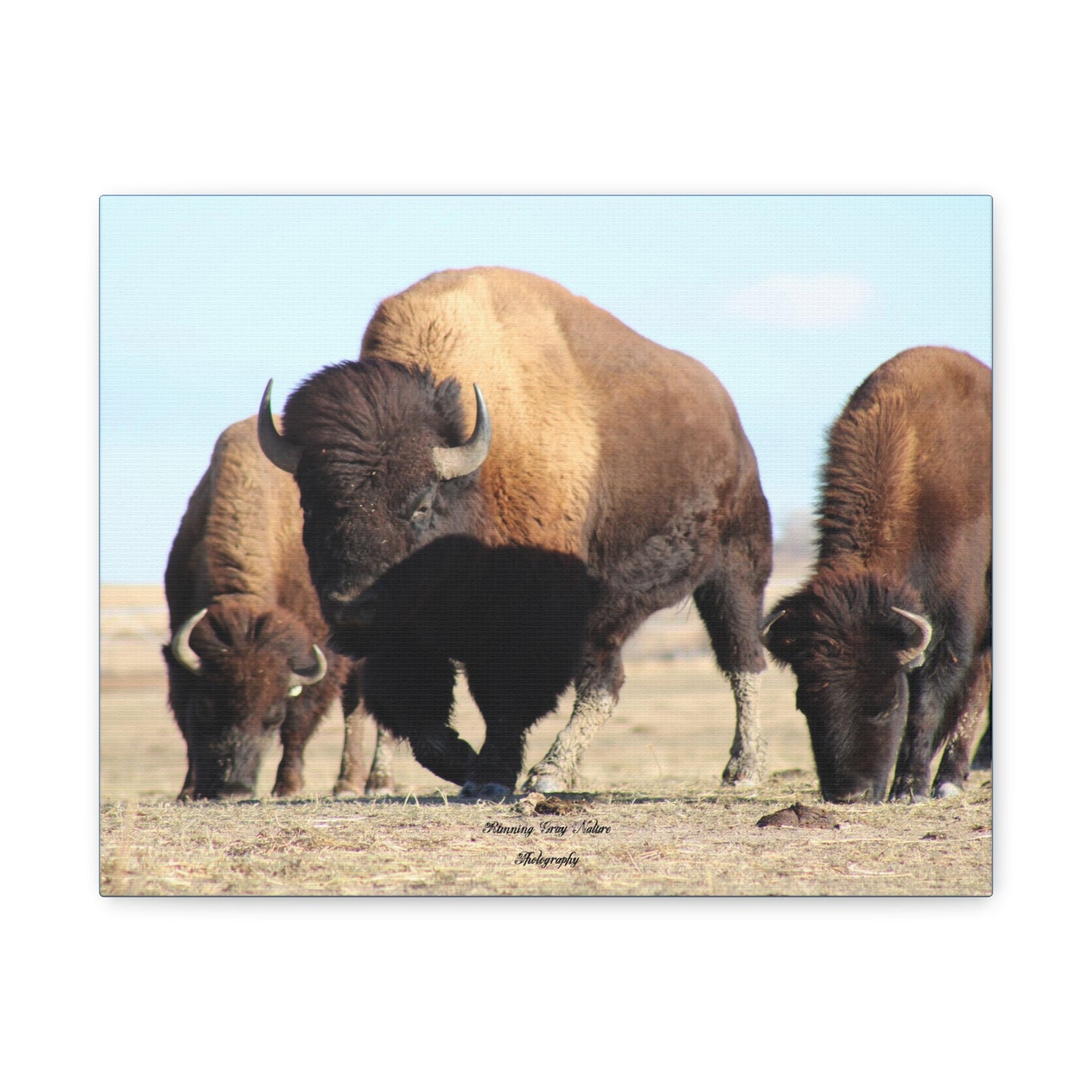 Buffalo Herd Matte Canvas, Stretched, 1.25"