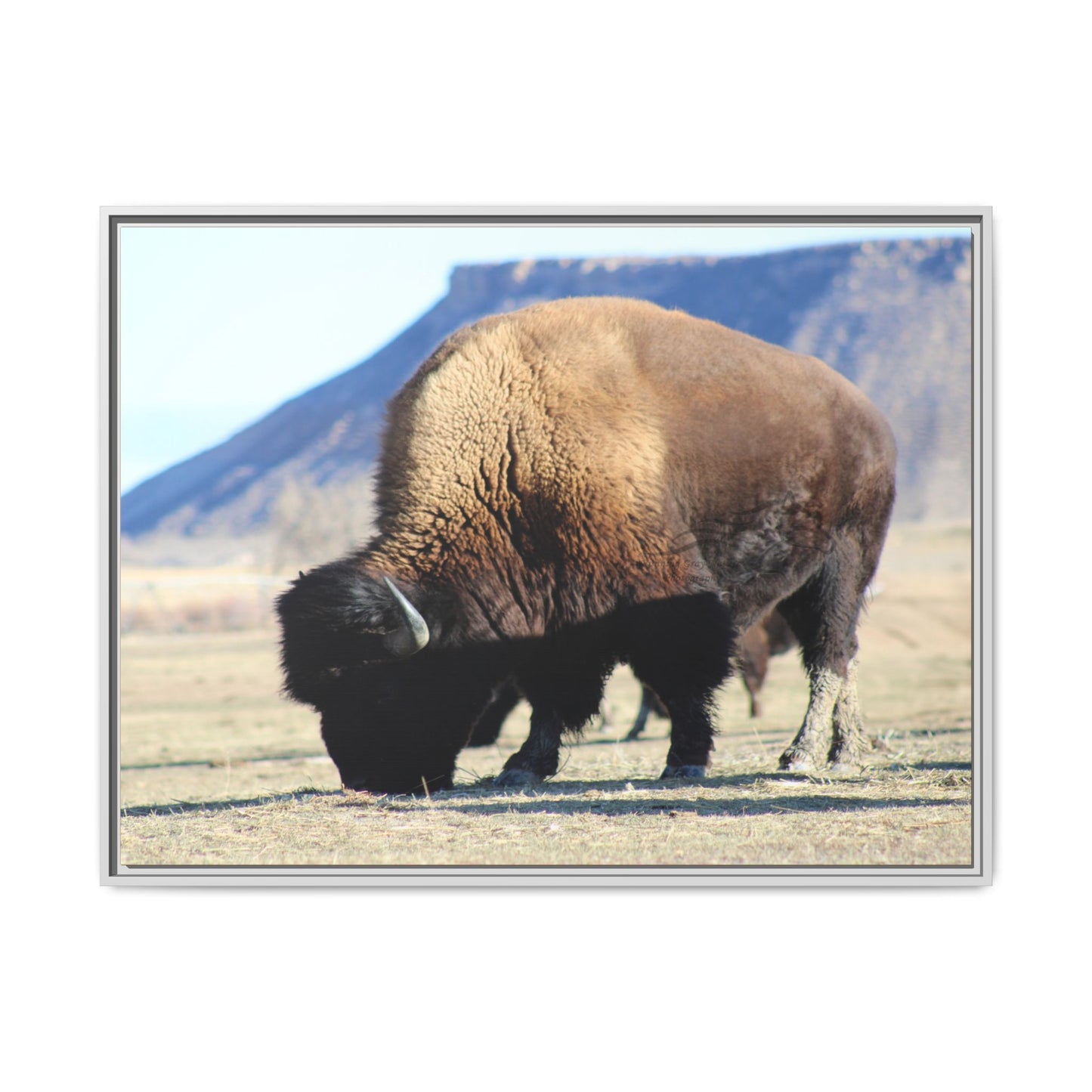 Big Daddy Buffalo Framed Canvas