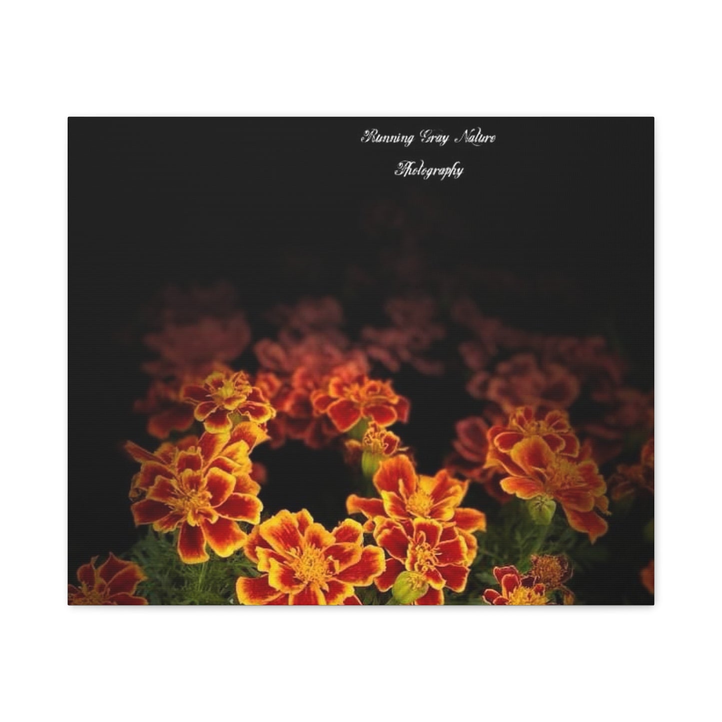 French Marigold Matte Canvas, Stretched, 1.25"