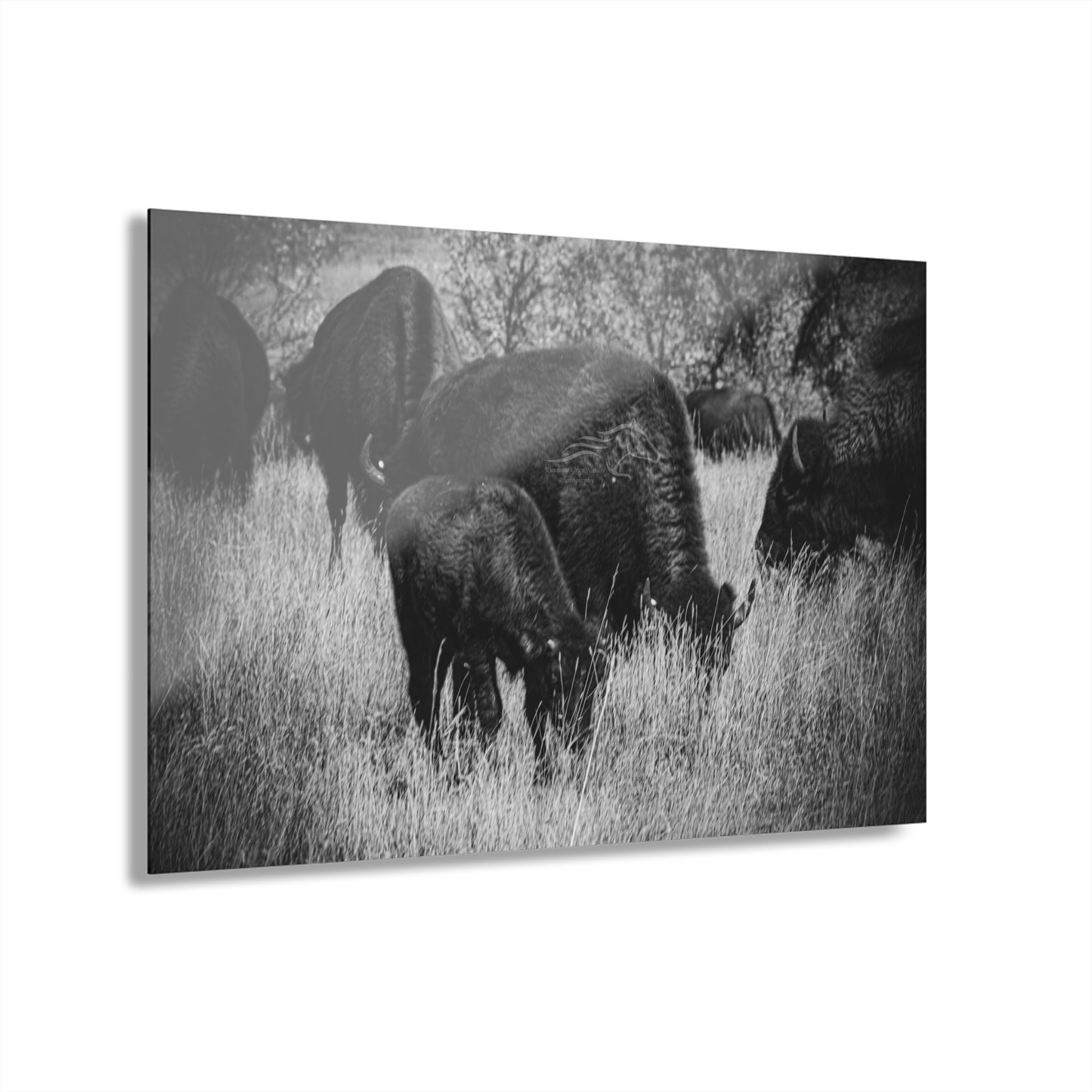 Black and White Buffalo Acrylic