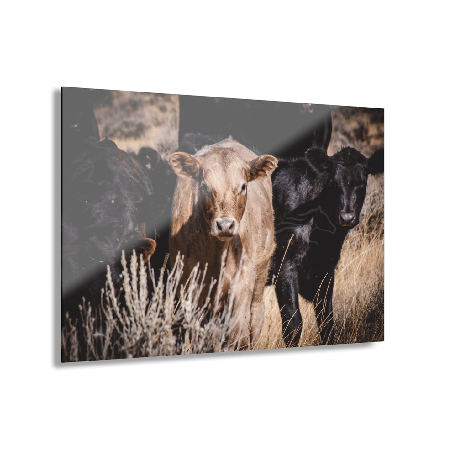 Baby Blonde Calf Acrylic