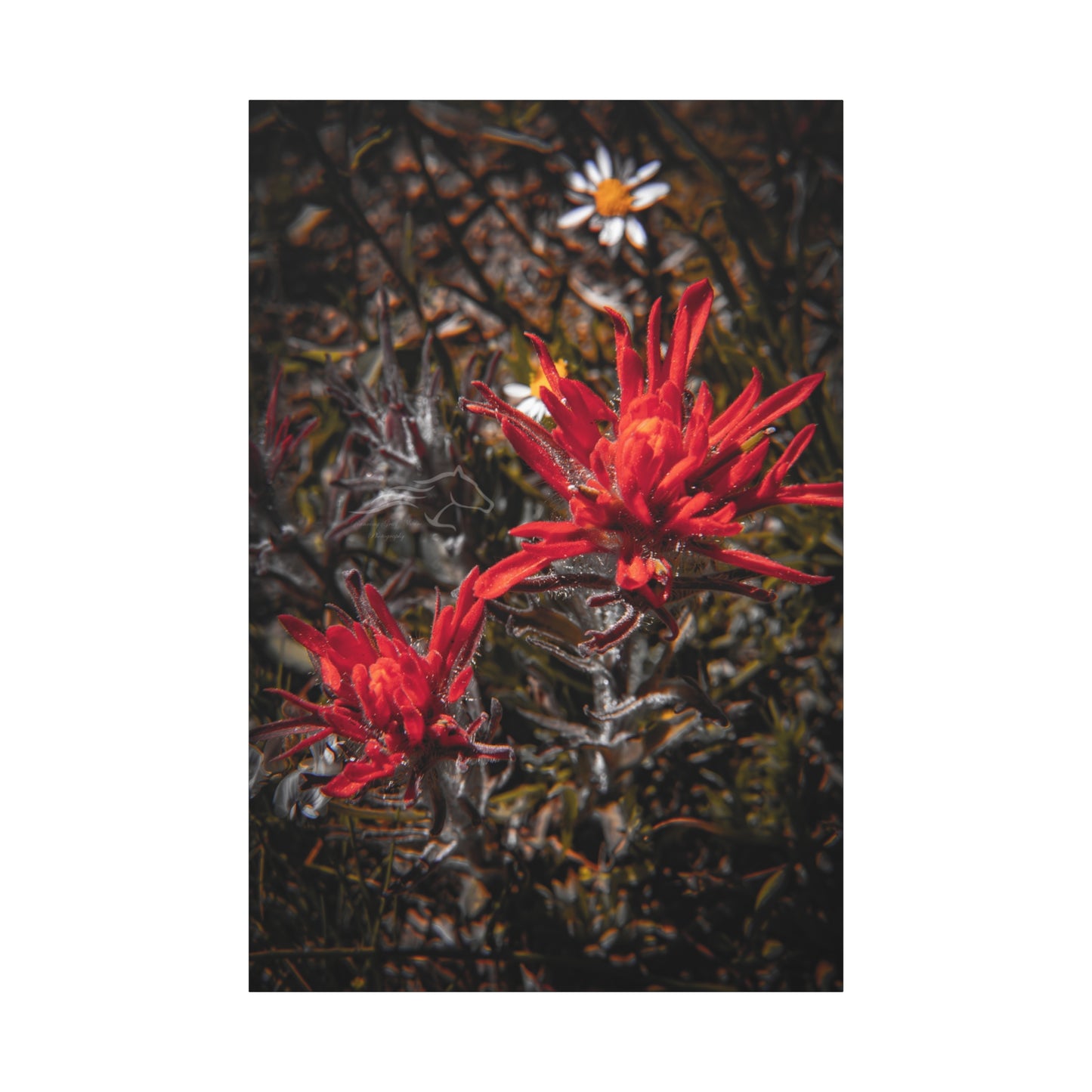 Black and Red Indian Paint Brush Canvas