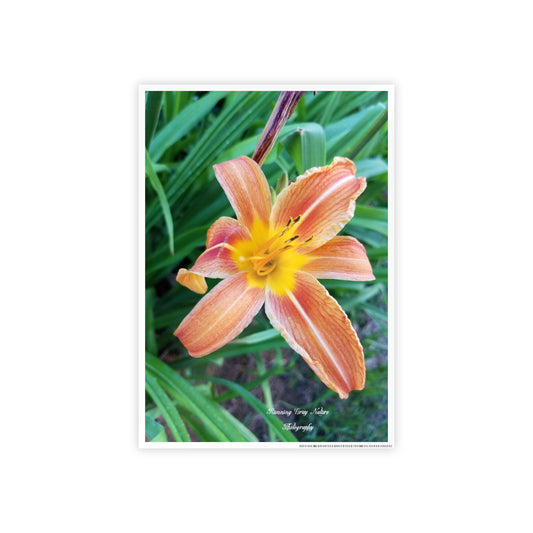 Posters Board Orange Day Lily