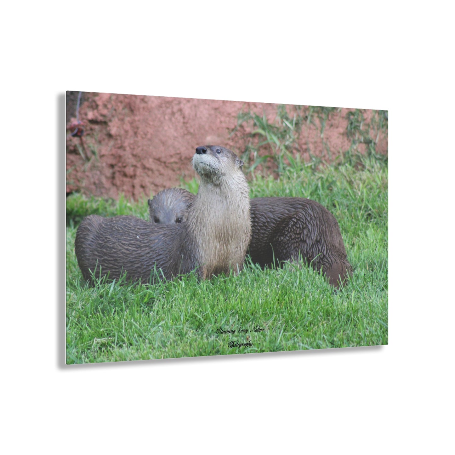 Otter Stare Acrylic Prints