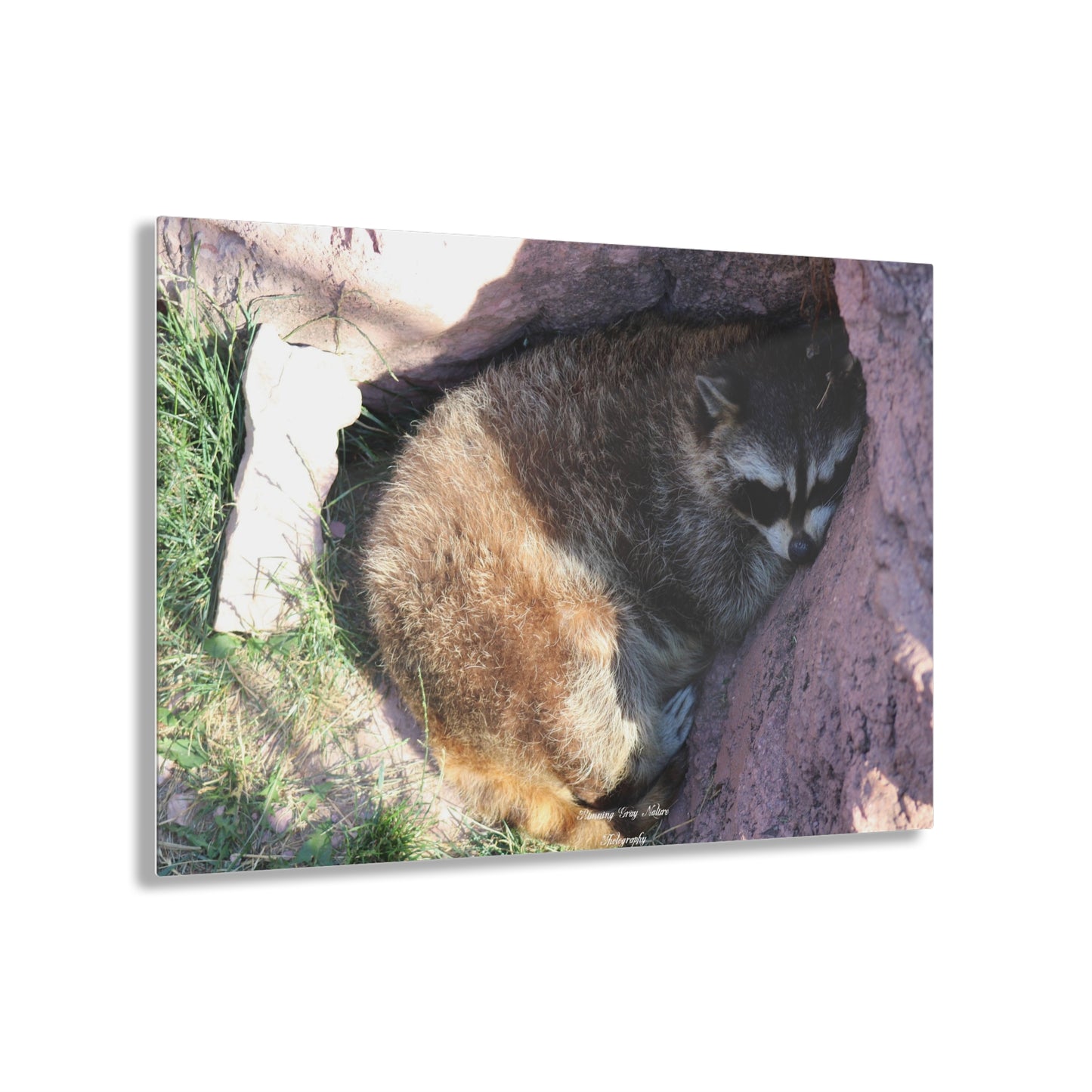 Sleeping Racoon Acrylic Prints