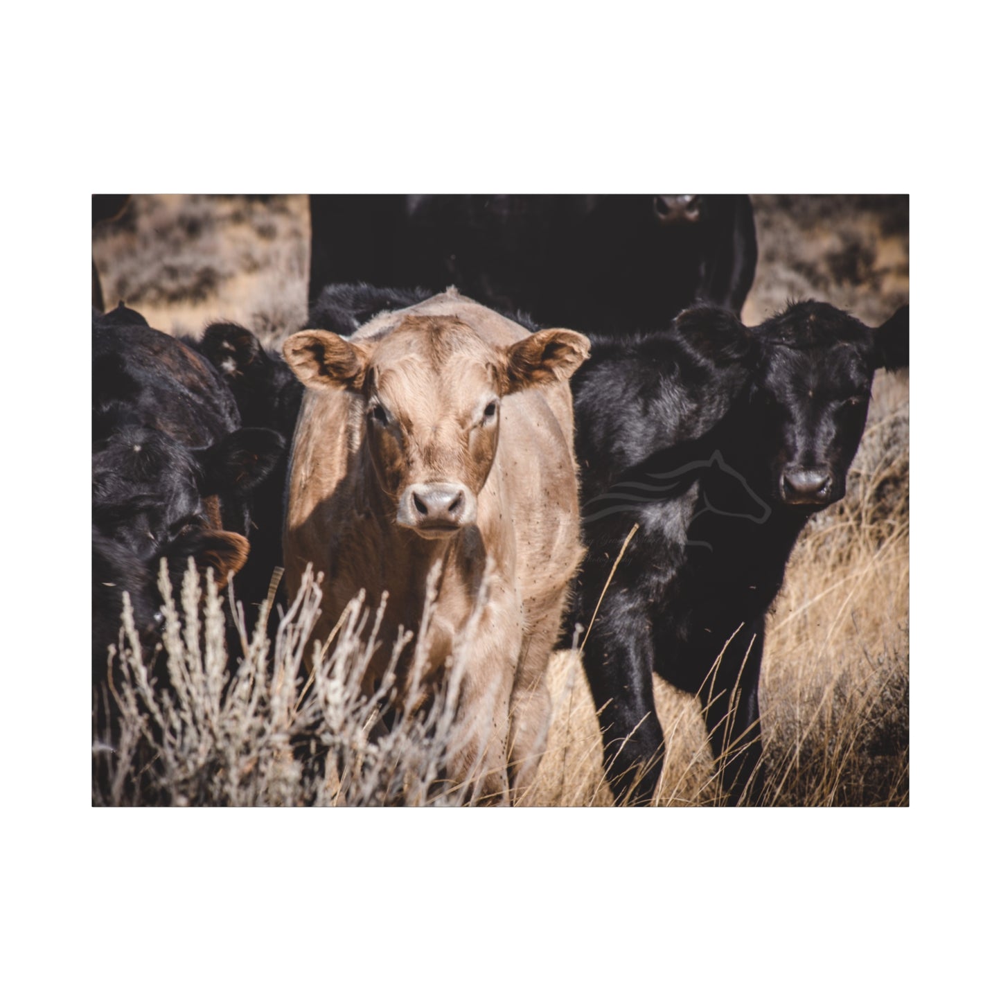 Baby Blonde Calf