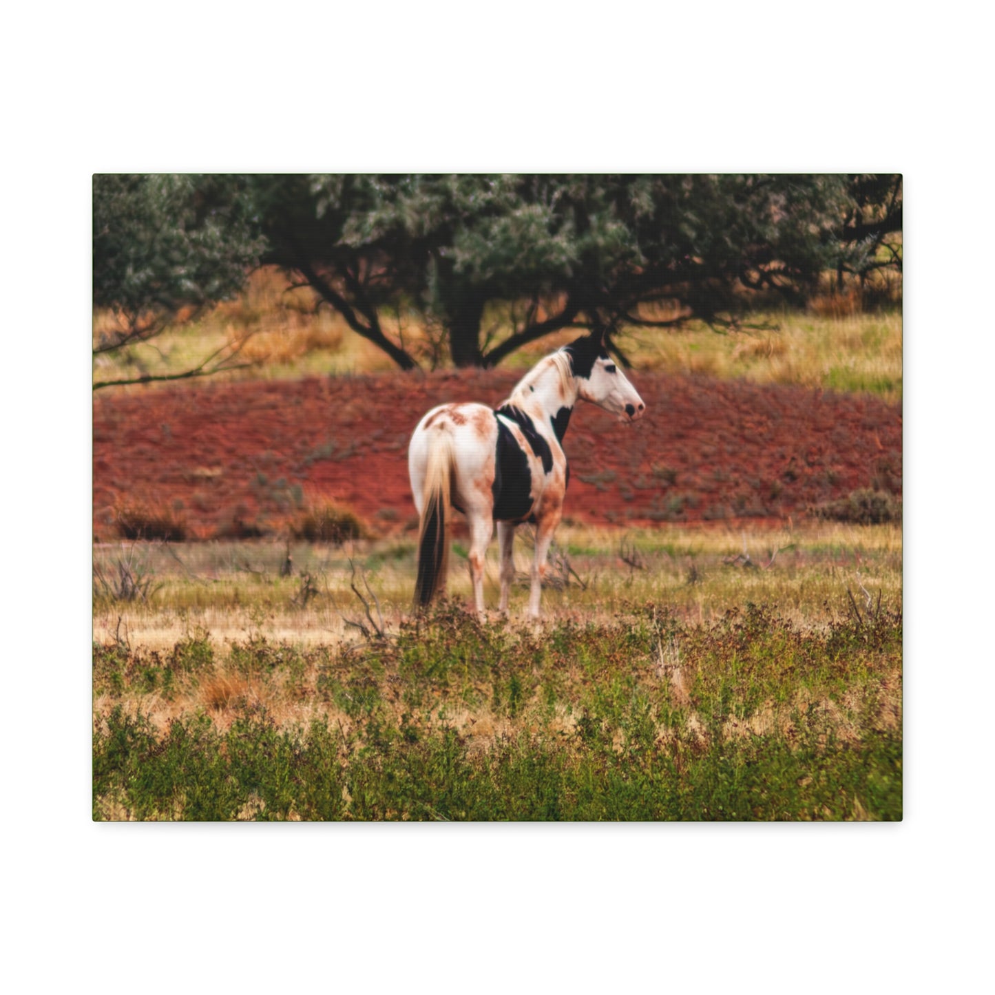 Painted Horse Canvas