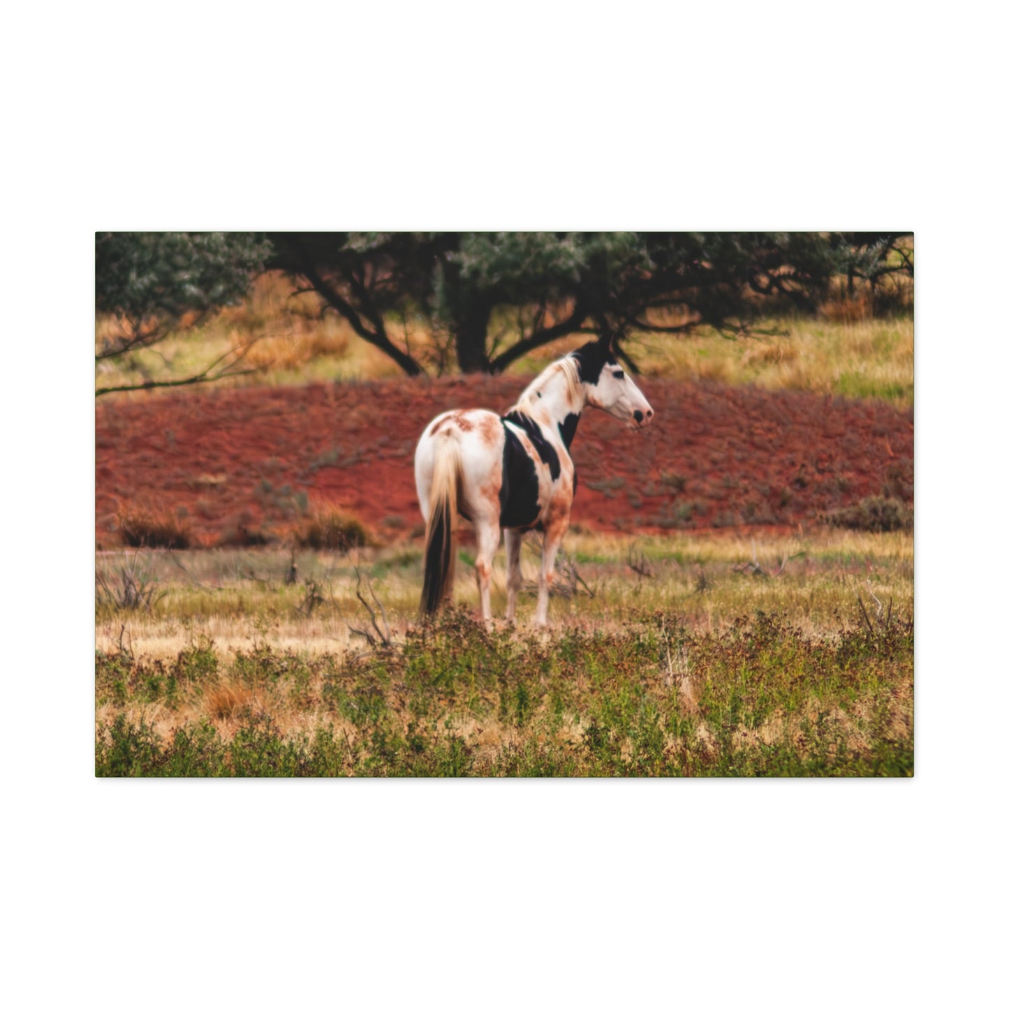 Painted Horse Canvas