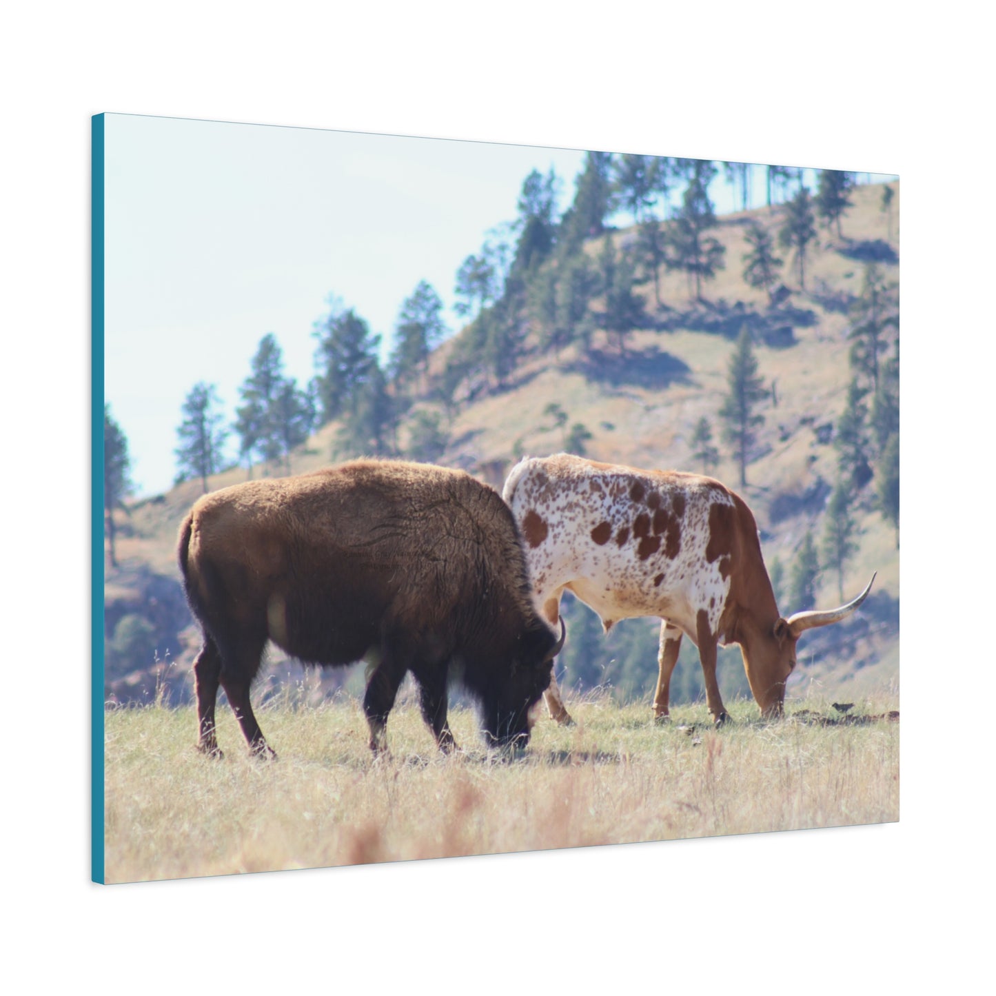 Long Horn and Buffalo Canvas