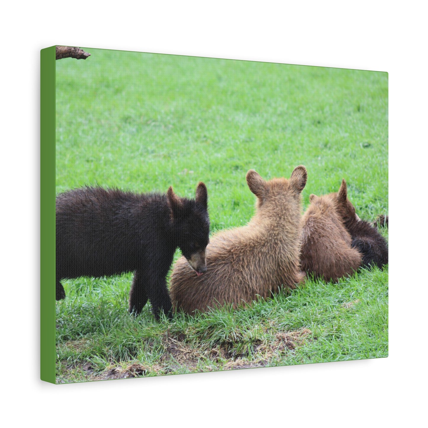 Four Cub Pile Up Matte Canvas, Stretched, 1.25"