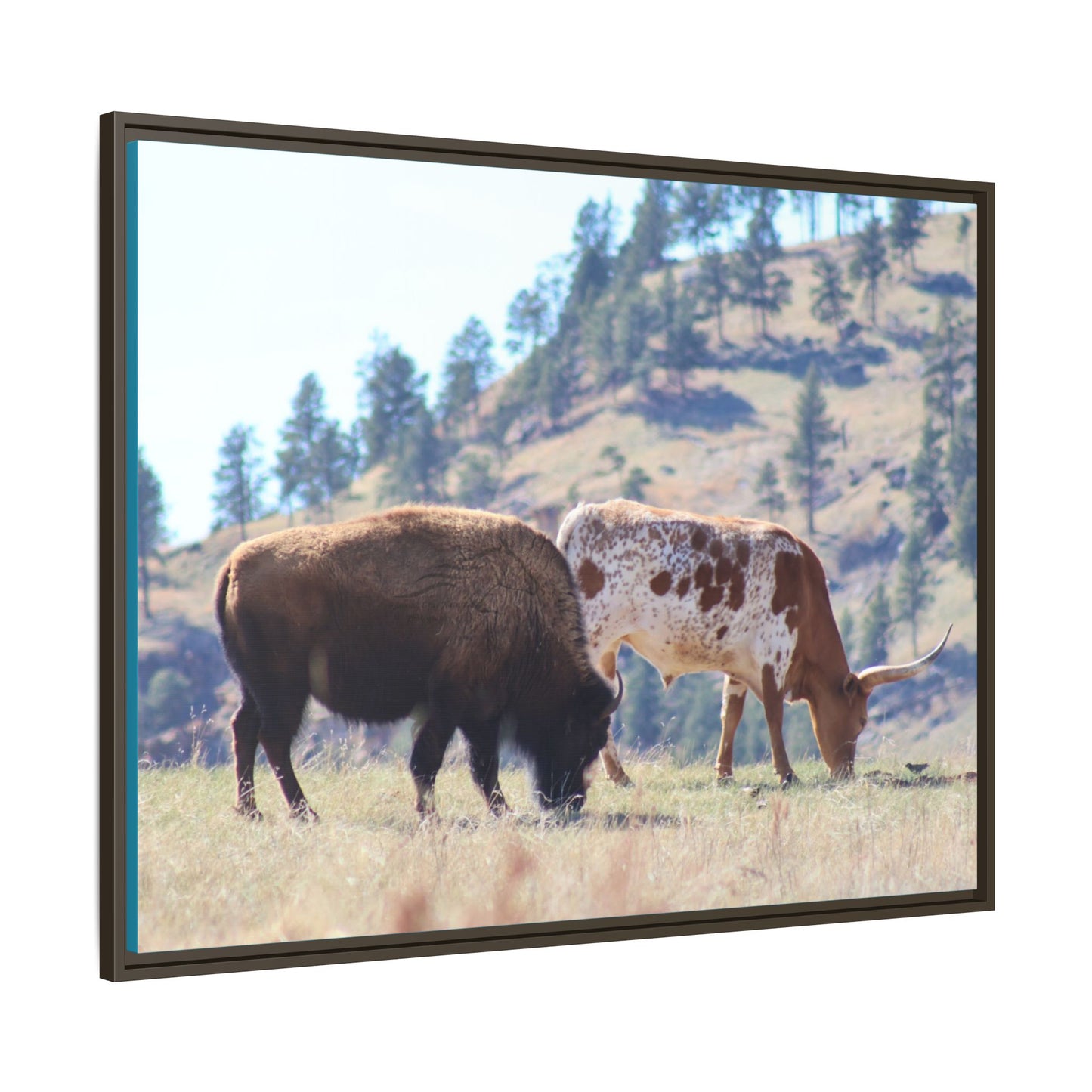 Long Horn and Buffalo Framed Canvas