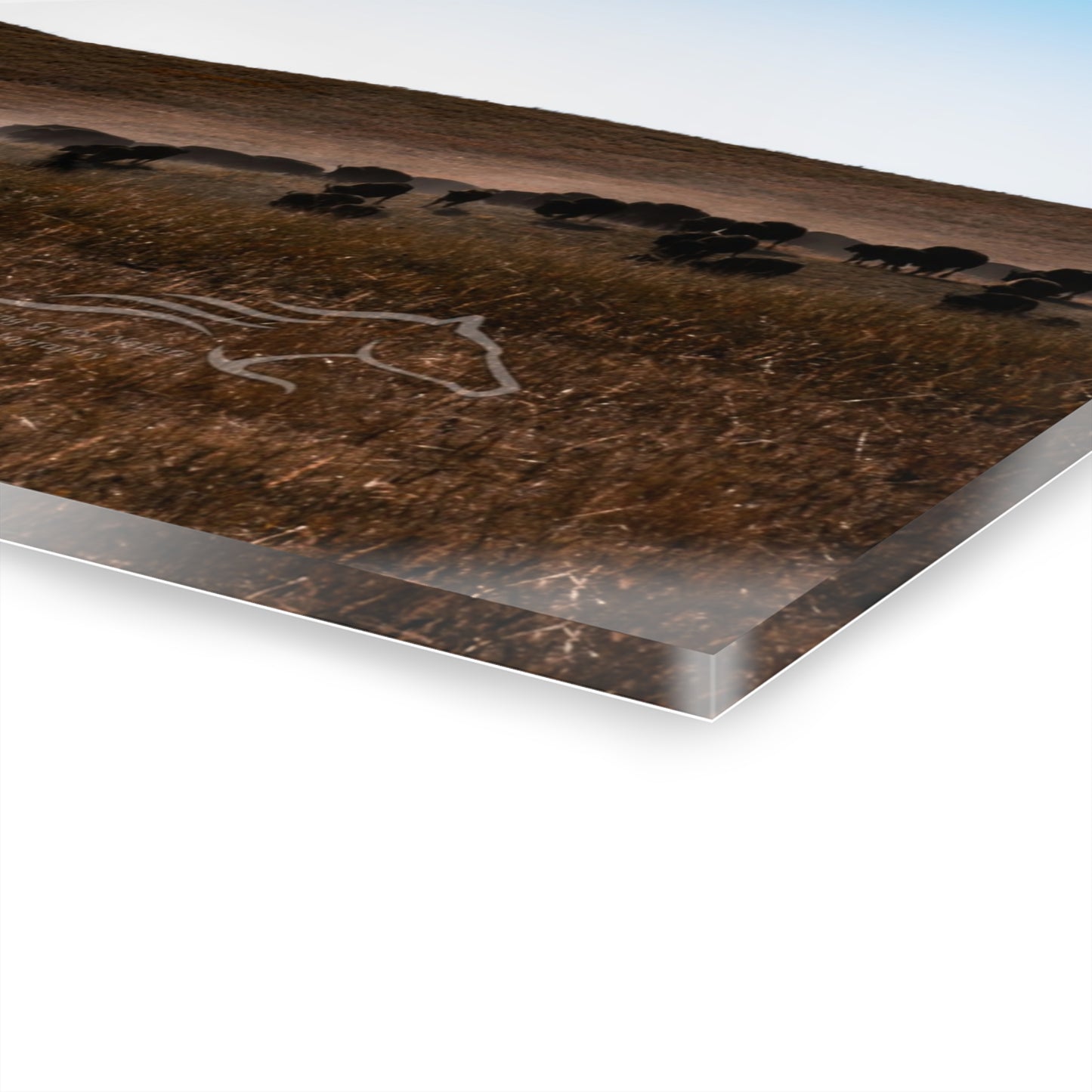 Buffalo Herd Acrylic