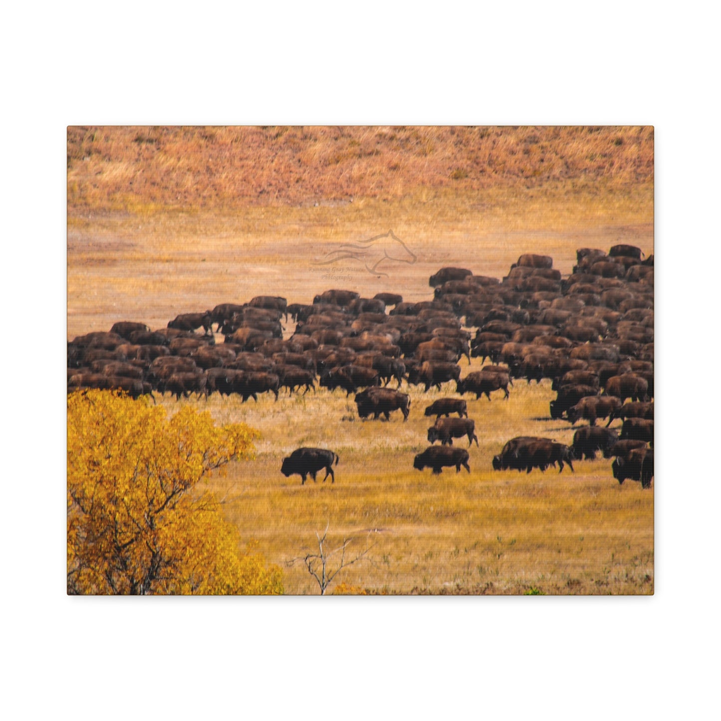 Buffalo all Gathered Canvas