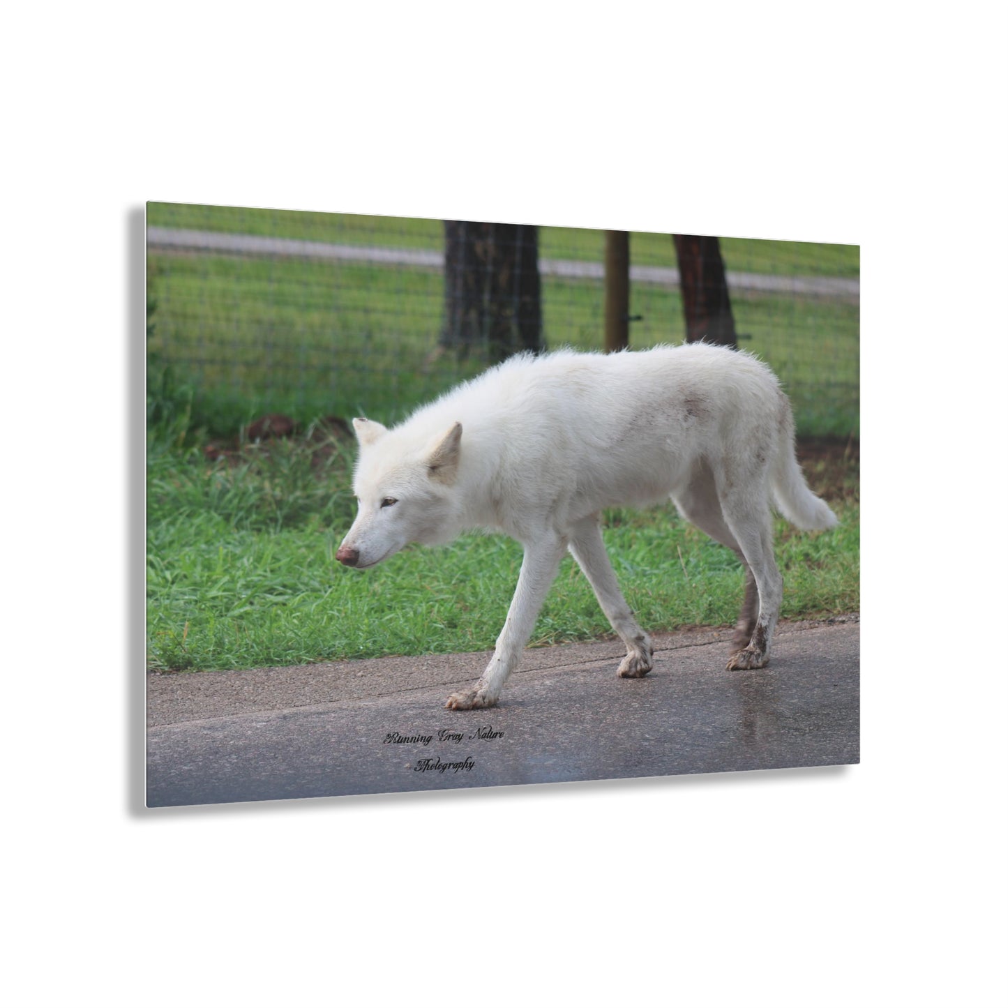 White Wolf Acrylic Prints