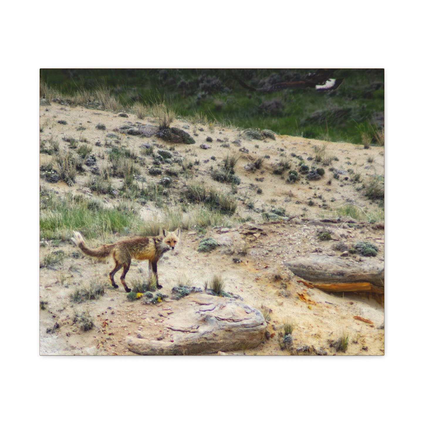 Swift fox and an Eagle