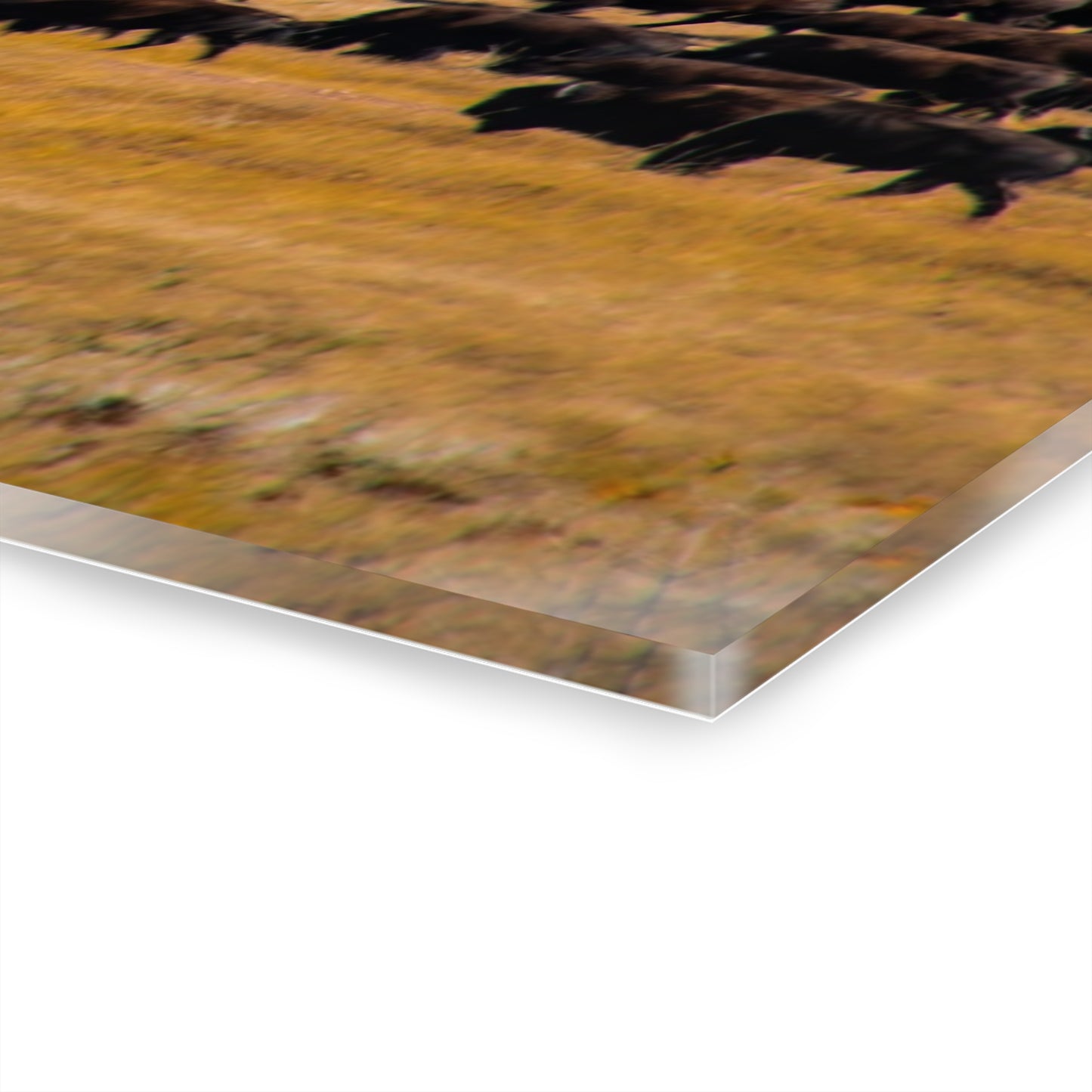 Buffalo all Gathered Acrylic