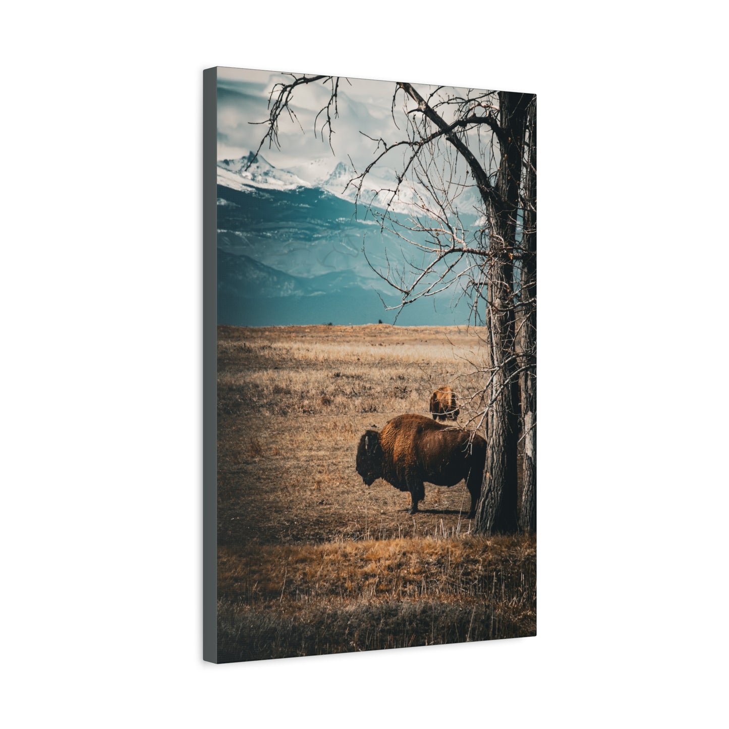 Rustic Bison Mountain Canvas
