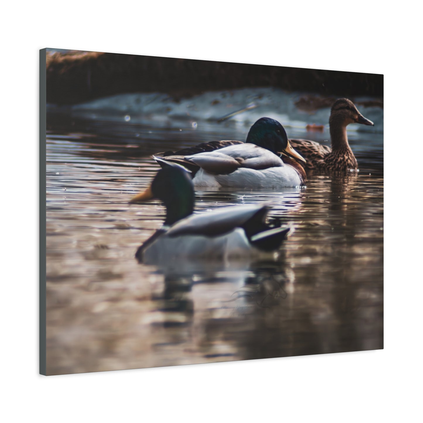 Mallard Ducks Canvas