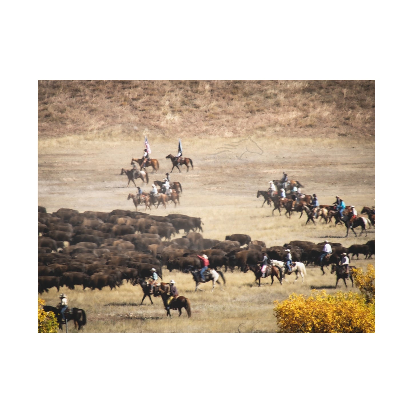 Cowboys and Buffalos Canvas