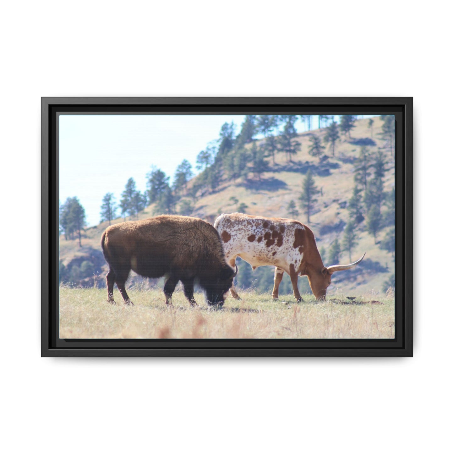 Long Horn and Buffalo Framed Canvas