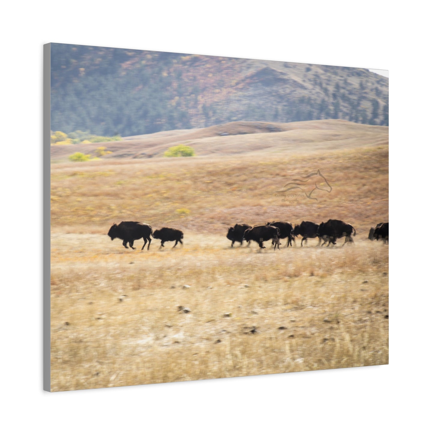 Beginning Buffalo Herd Canvas