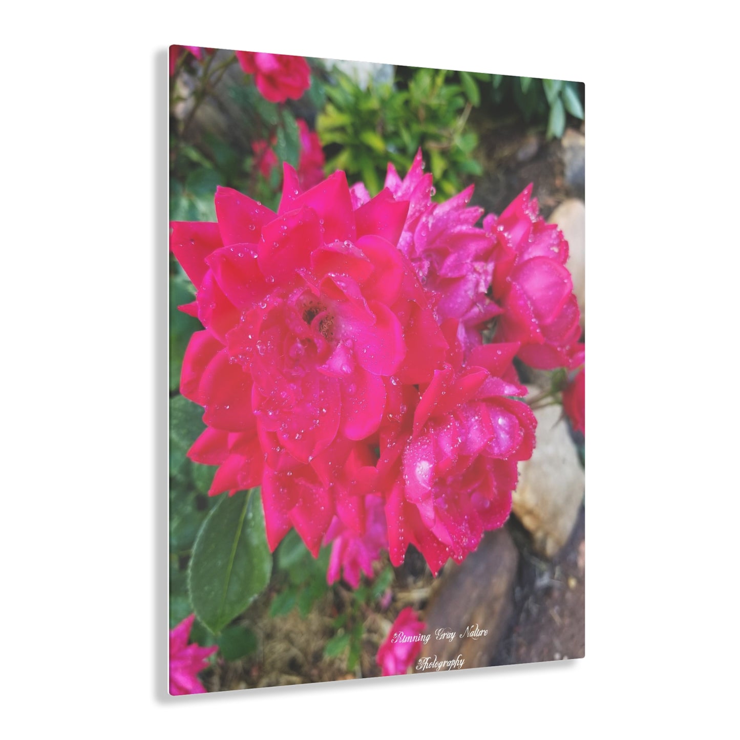 Red Roses Acrylic Prints