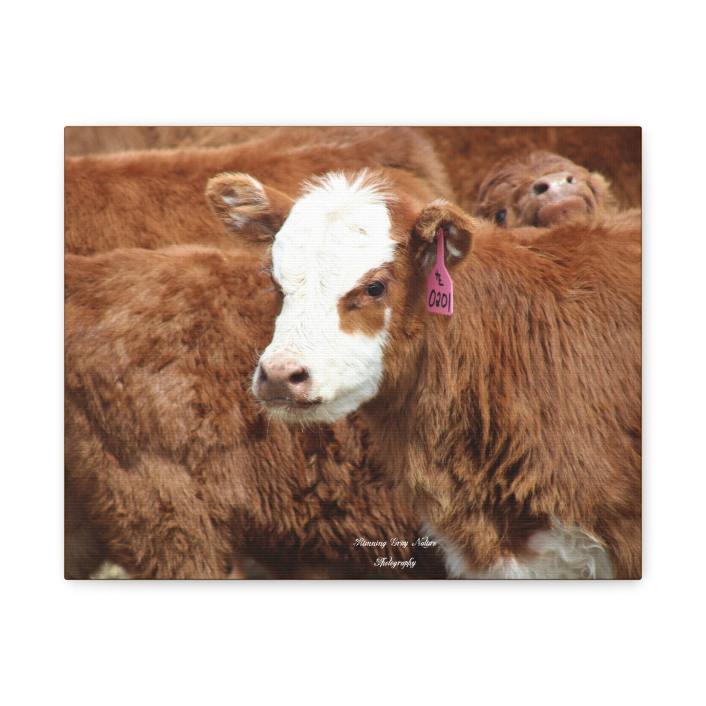 Red, White-Faced Calf Matte Canvas, Stretched, 1.25"