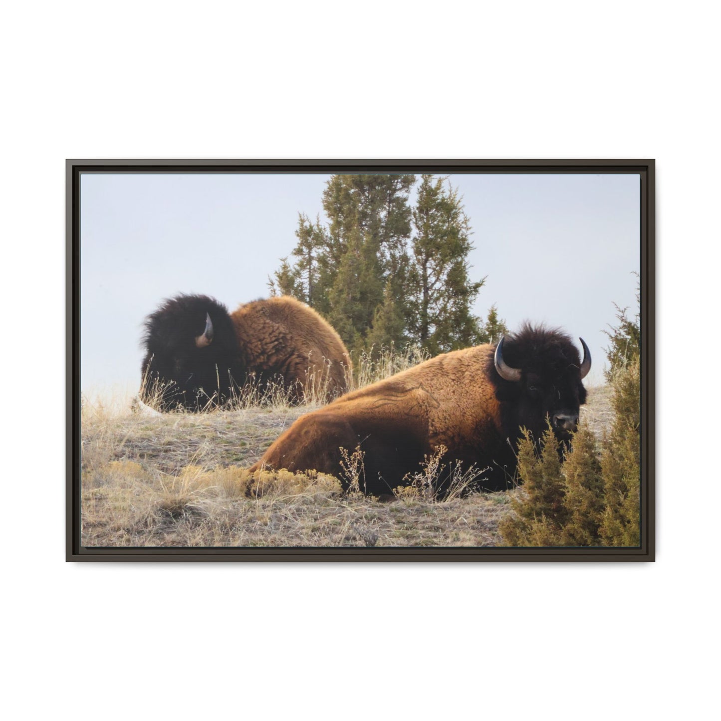 Two Bull Buffalo Framed Canvas